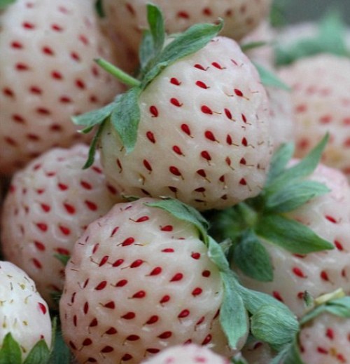 local food and wine white strawberries fraise-ananas
